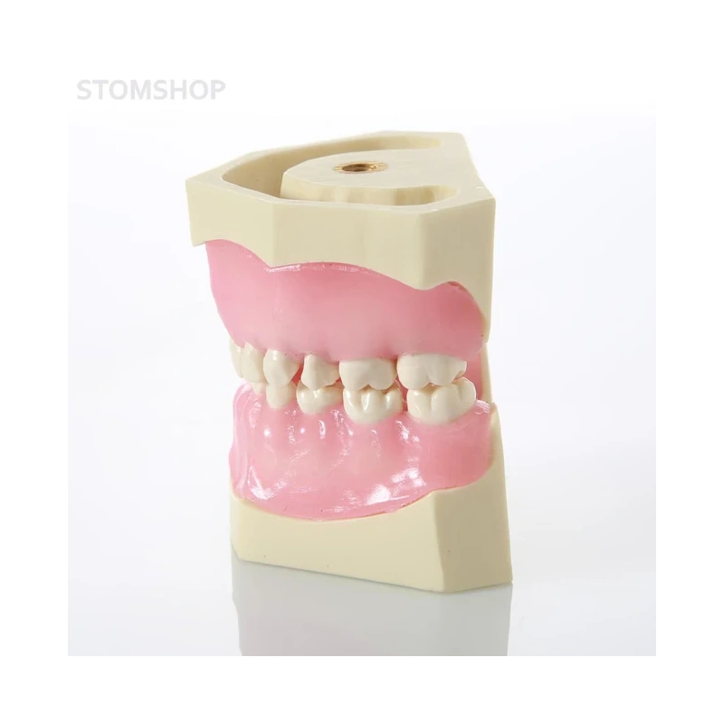 EK1 – модель верхней и нижней детской челюсти для практики | GF Dental (Италия)