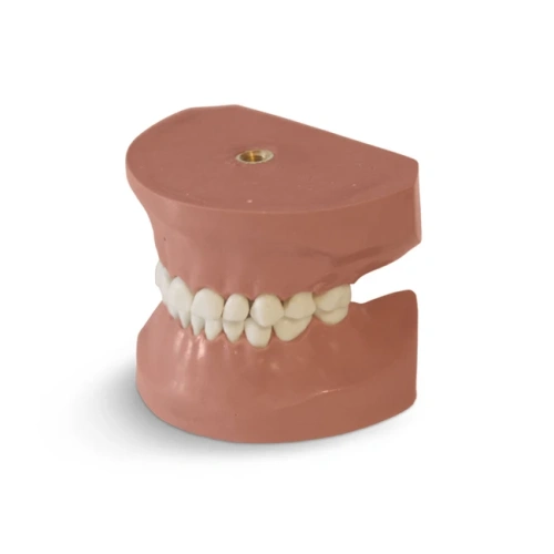 EK3 – модель верхней и нижней детской челюсти для практики | GF Dental (Италия)