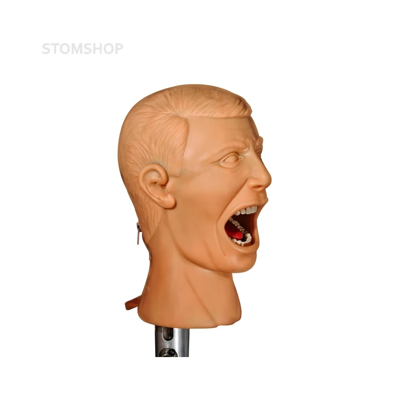 Standart - самодренируемый фантом без торса | Dentalstore (Италия)