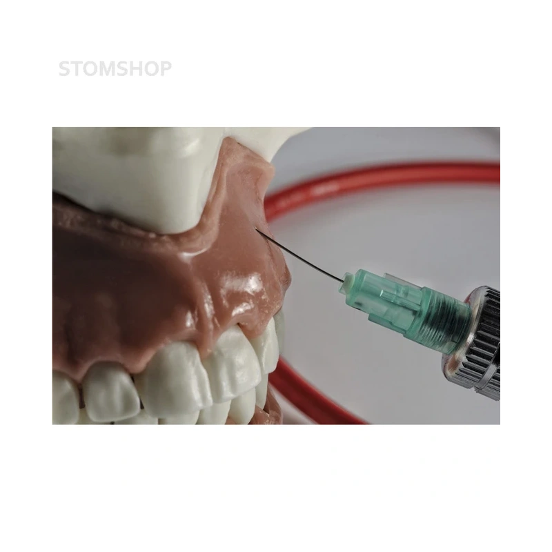 Модель челюсти для практики проведения местной анестезии | Dentalstore (Италия)