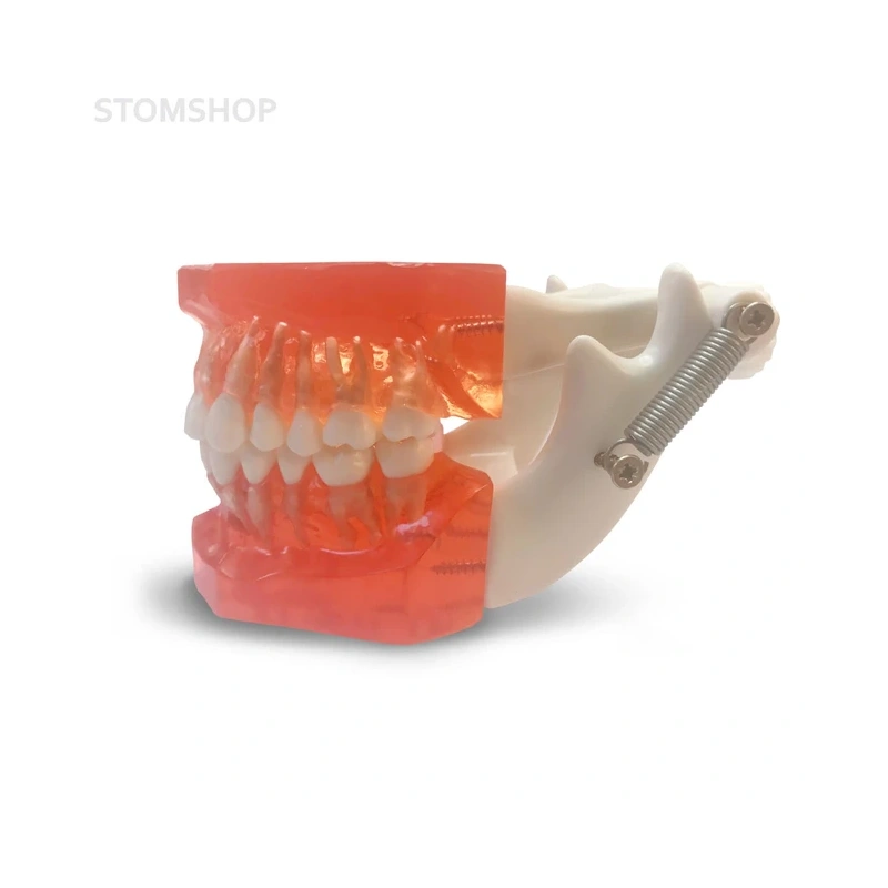 ETR1 – модель верхней и нижней челюсти для практики и демонстрации | GF Dental (Италия)