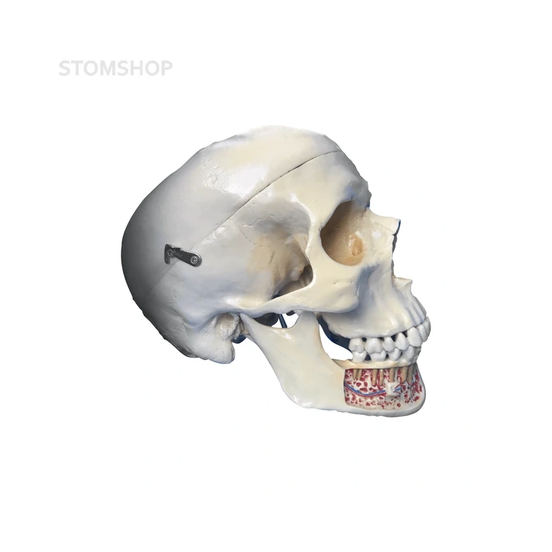 Демонстрационная модель черепа, состоящая из 3 частей | Dentalstore (Италия)