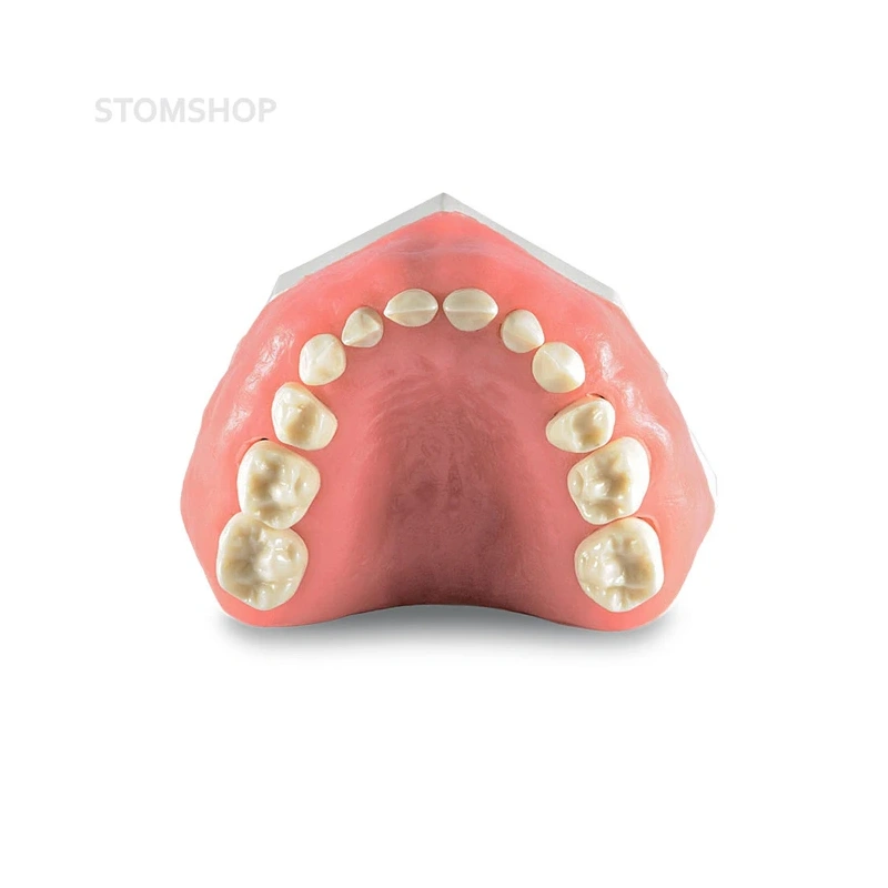 Модель детских верхней и нижней челюсти со сменным прикусом | Dentalstore (Италия)