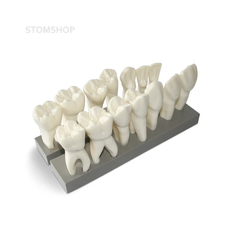 DM19 – увеличенная модель зубов, 7 верхних и 7 нижних, масштаб 10:1 | GF Dental (Италия)
