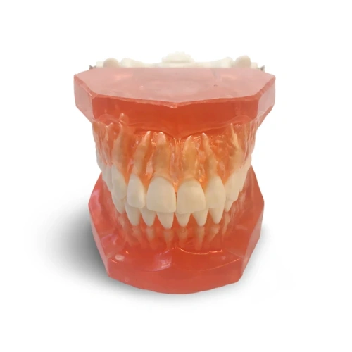 ETR1 – модель верхней и нижней челюсти для практики и демонстрации | GF Dental (Италия)