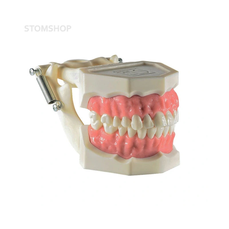 Демонстрационная модель зубочелюстного аппарата взрослого человека | Dentalstore (Италия)