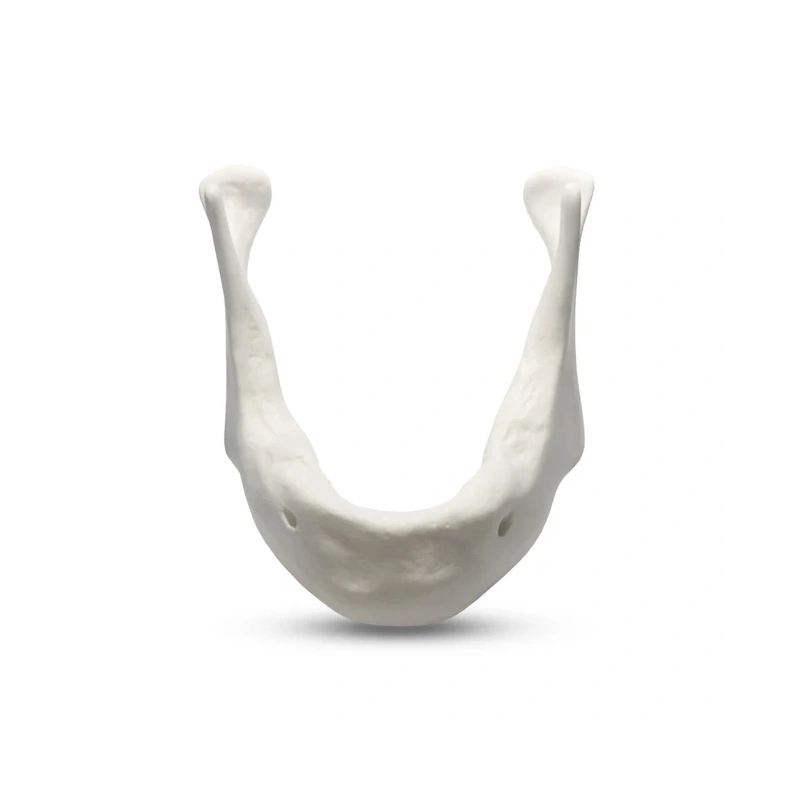 E81L – модель нижней челюсти для практики установки имплантатов | GF Dental (Италия)