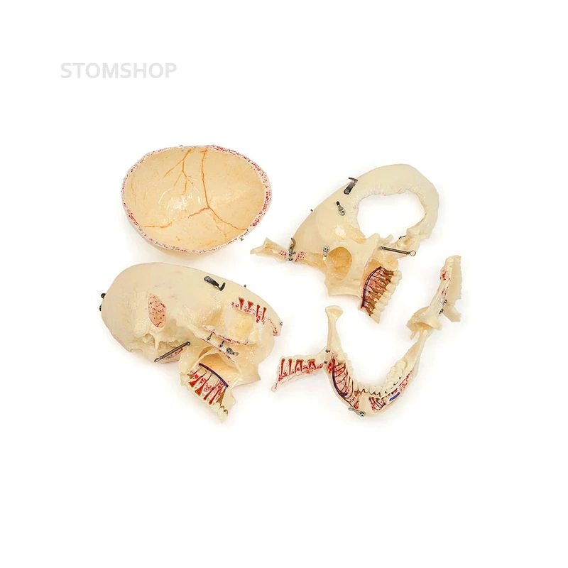 Демонстрационная модель черепа, состоящая из 10 частей | Dentalstore (Италия)