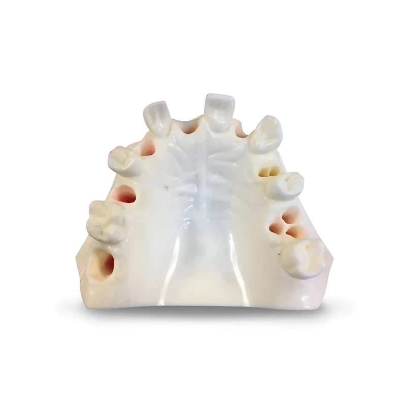 E37L – модель верхней челюсти для практики имплантологии | GF Dental (Италия)