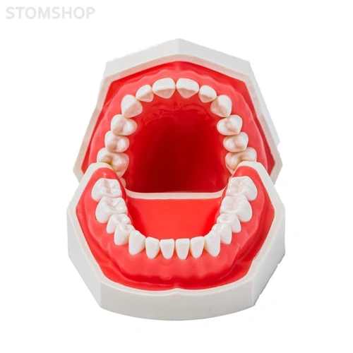 JG-Y1 - фантомная челюсть | Foshan Jingle Medical Equipment (Китай)