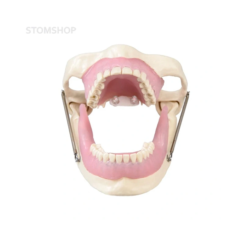 E15 – модель верхней и нижней челюсти для практики анестезии | GF Dental (Италия)