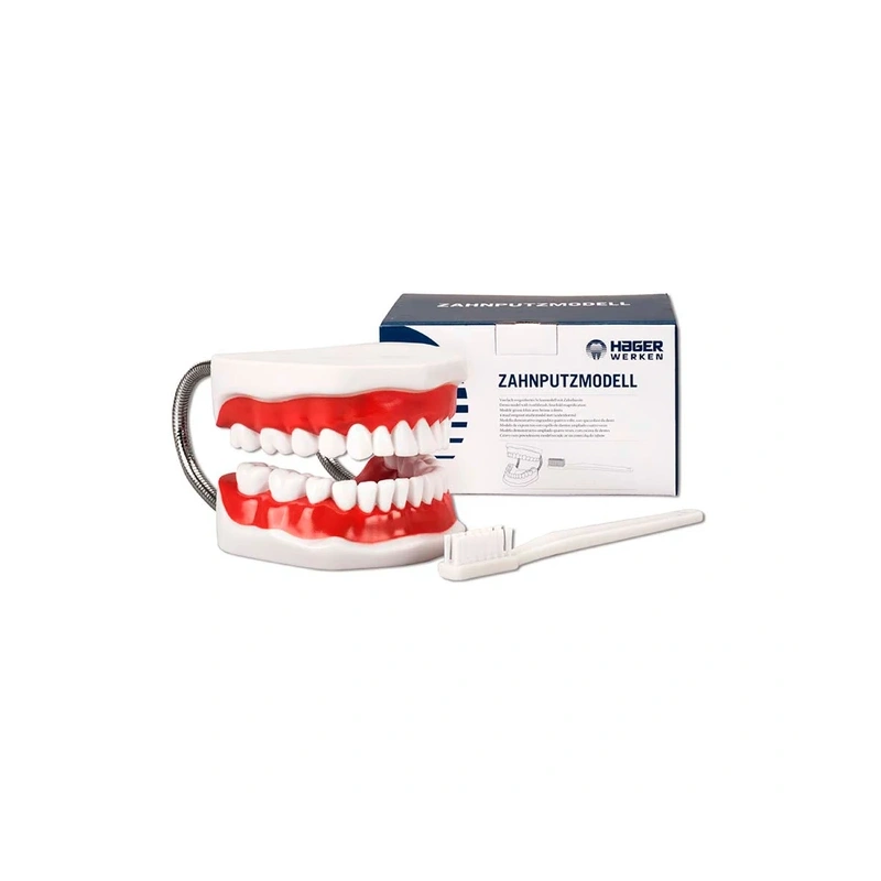 Toothbrushing Model - увеличенная демонстрационная модель челюсти с большой зубной щеткой | Hager & Werken (Германия)