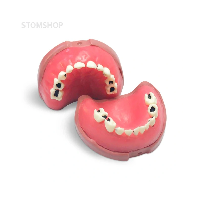 EK5 – модель верхней и нижней детской челюсти для практики | GF Dental (Италия)